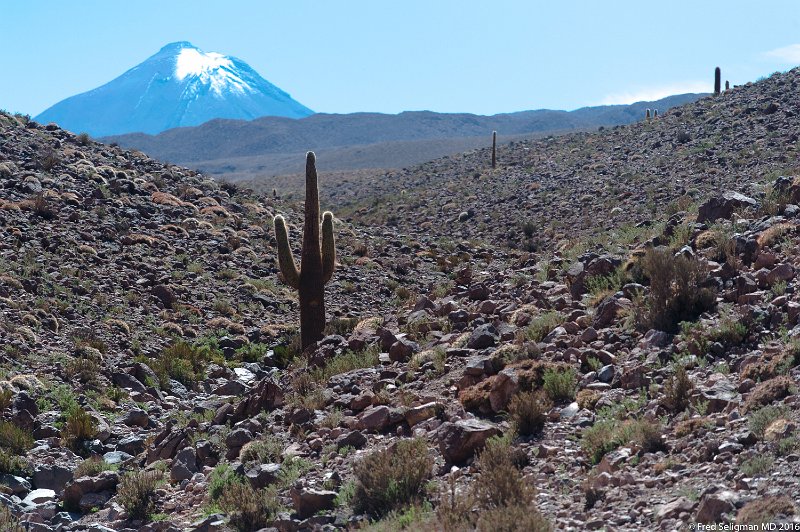 20160331_115336 D4S.jpg - These cacti seem to grow at an elevation of 10,000-11,500 feet and only in this area.